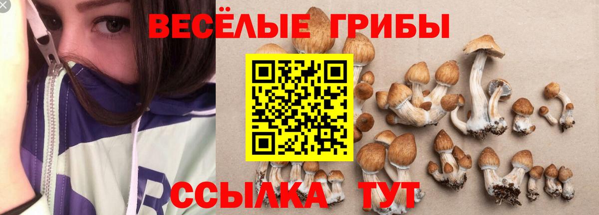 Псилоцибиновые грибы мухоморы  Псилоцибиновые грибы прущие грибы  Вход с VPN  Горно-Алтайск 